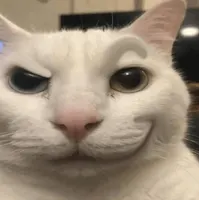 Chat do Dwvizx