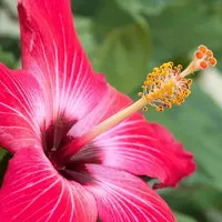 🌺Comunidade em Cristo🌺